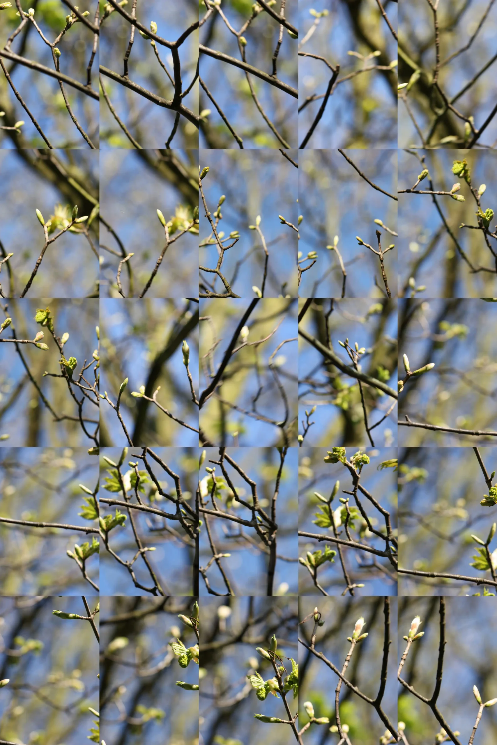 leprintemps