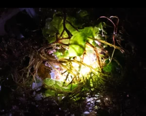 Still life Christian Cloarec