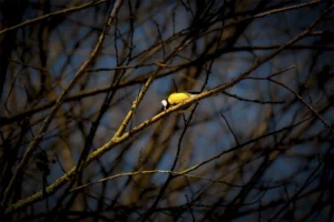 "Sleeping Bird" photographie d'Allan Martin